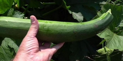 Kada saditi tikvice na otvorenom